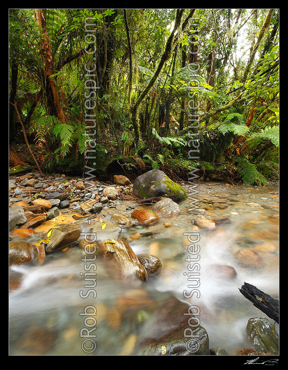 Image of Crystal clear forest river running through lush rainforest, tree ferns and supplejack. Sqaure format, Ross, Westland District, West Coast Region, New Zealand (NZ) stock photo image