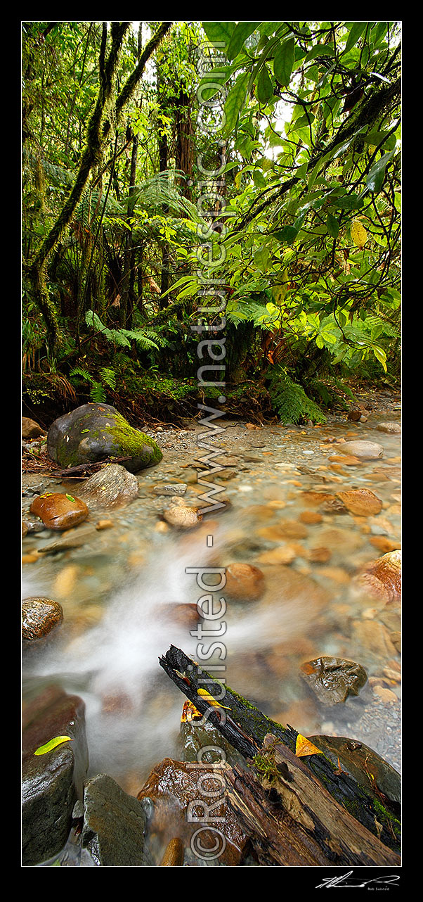 Image of Crystal clear forest river running through lush rainforest, tree ferns and supplejack. Vertical panorama format, Ross, Westland District, West Coast Region, New Zealand (NZ) stock photo image