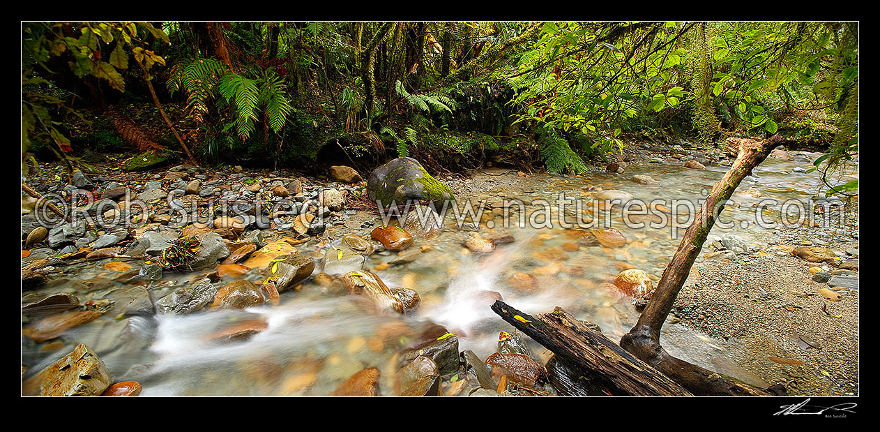 Image of Crystal clear forest river running through lush rainforest, tree ferns and supplejack. Panorama format, Ross, Westland District, West Coast Region, New Zealand (NZ) stock photo image