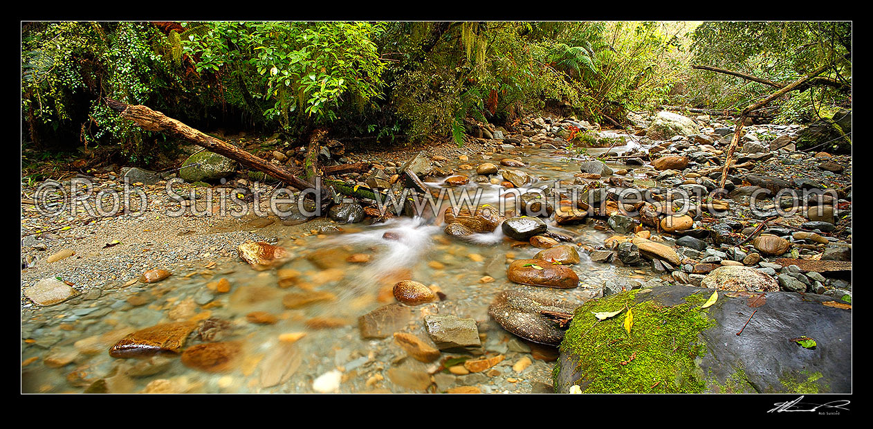 Image of Crystal clear forest river running through lush rainforest, tree ferns and supplejack. Panorama format, Ross, Westland District, West Coast Region, New Zealand (NZ) stock photo image