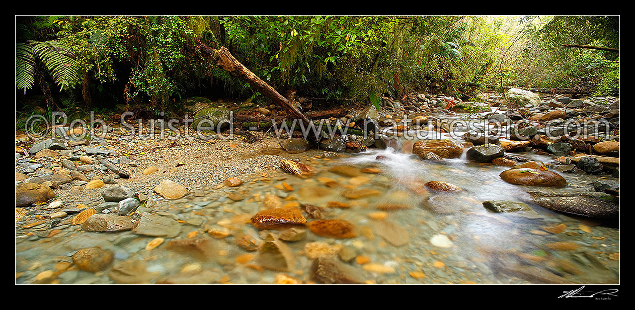 Image of Crystal clear forest river running through lush rainforest, tree ferns and supplejack. Panorama format, Ross, Westland District, West Coast Region, New Zealand (NZ) stock photo image