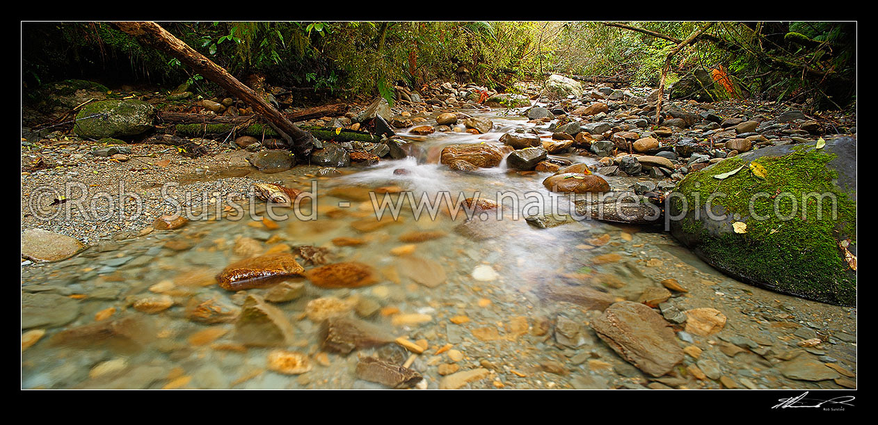 Image of Crystal clear forest river running through lush rainforest, tree ferns and supplejack. Panorama format, Ross, Westland District, West Coast Region, New Zealand (NZ) stock photo image