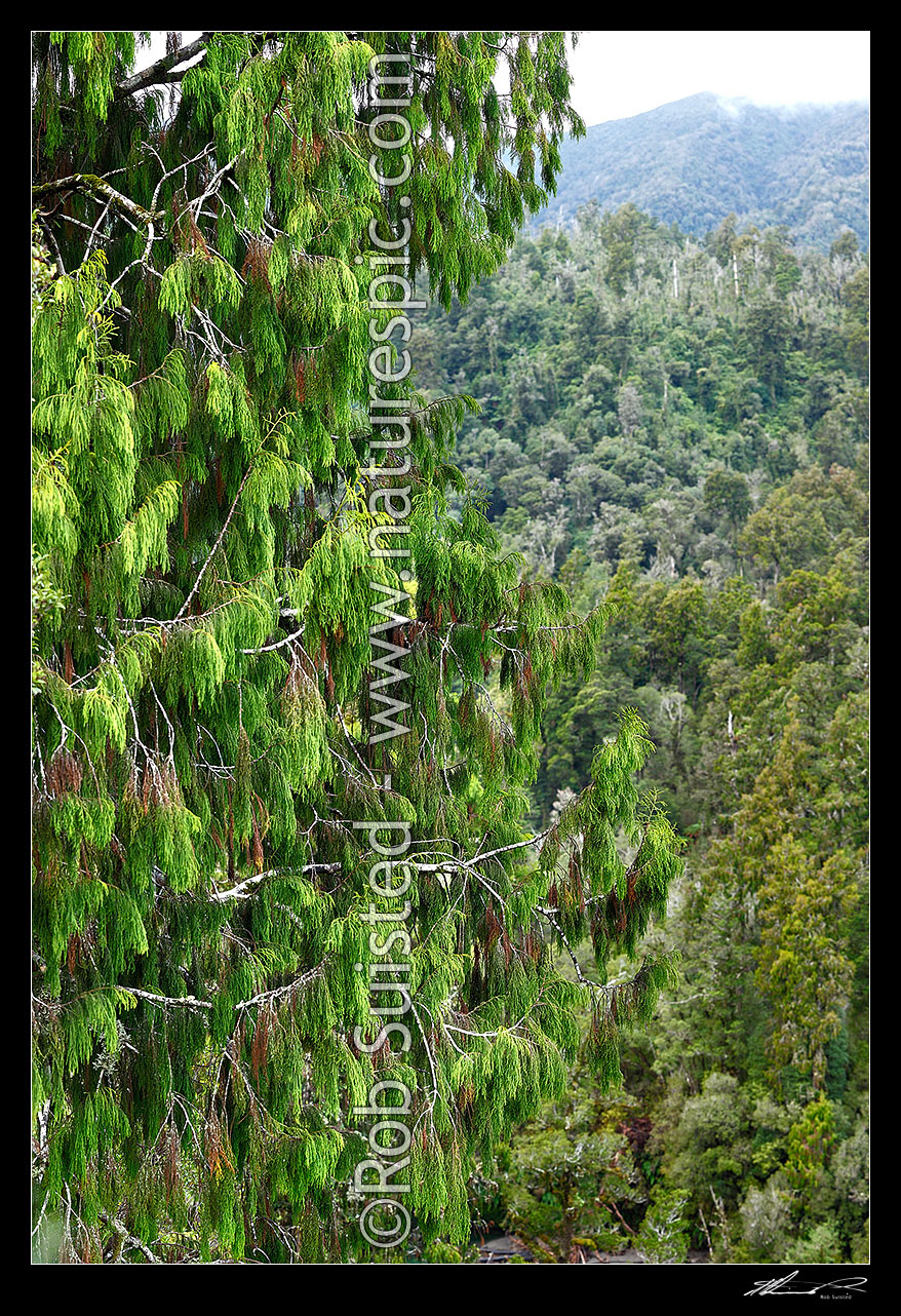 Image of Native Rimu tree crown foliage (Dacrydium cupressinum) above the Kakapotahi River, Grey District, West Coast Region, New Zealand (NZ) stock photo image