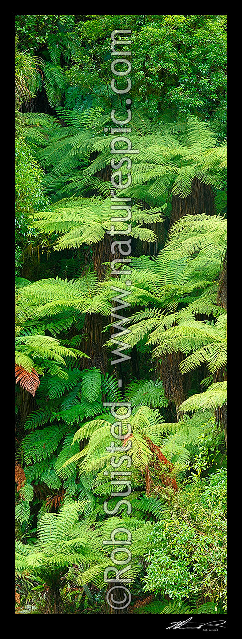 Image of New Zealand Tree ferns growing in abundance. Mostly soft tree ferns (Cyathea smithii) in a lush rainforest gully. Very large vertical panorama file sutiable for murals, New Zealand (NZ) stock photo image