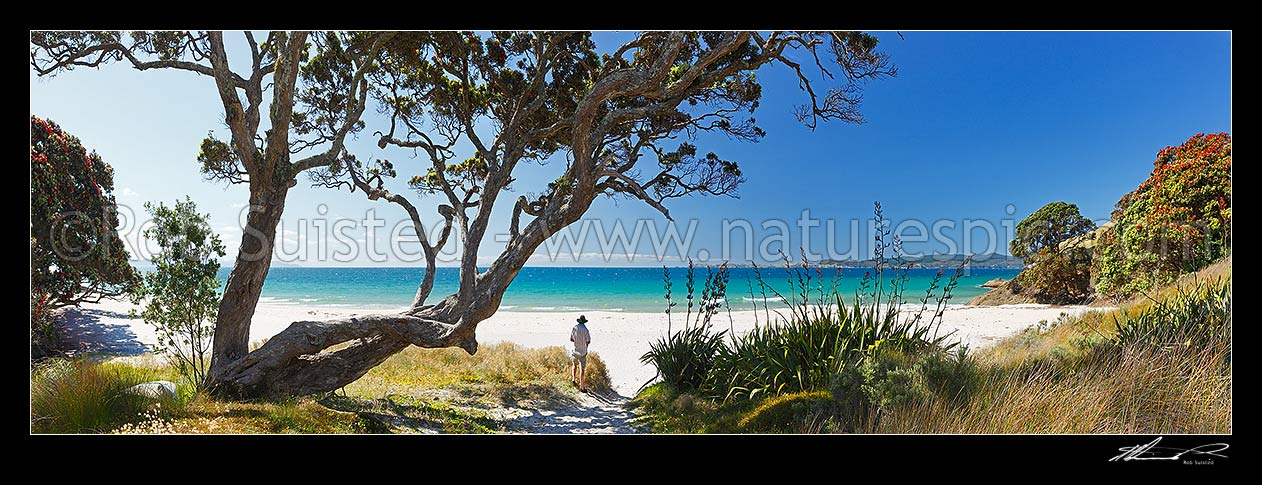 Image of Otama Beach on the Coromandel Peninsula. Visitor standing under flowering pohutukawa trees on summers day. Great Mercury Island beyond. Large panorama, Otama Beach, Coromandel Peninsula, Thames-Coromandel District, Waikato Region, New Zealand (NZ) stock photo image