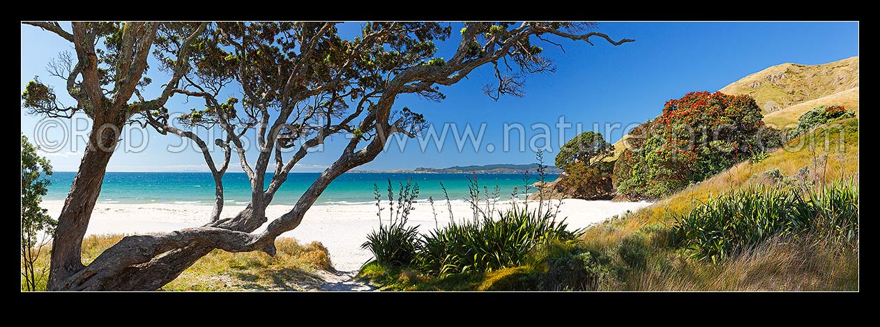 Image of Otama Beach on the Coromandel Peninsula with flowering pohutukawa trees and flax on summers day. Great Mercury Island beyond. Large panorama, Otama Beach, Coromandel Peninsula, Thames-Coromandel District, Waikato Region, New Zealand (NZ) stock photo image