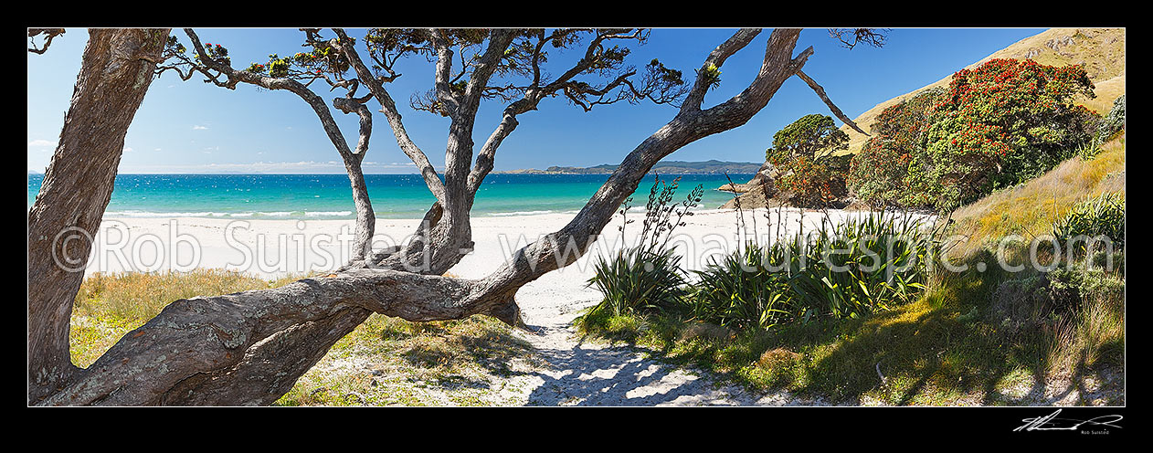 Image of Otama Beach on the Coromandel Peninsula with flowering pohutukawa trees and flax on summers day. Great Mercury Island beyond. Large panorama, Otama Beach, Coromandel Peninsula, Thames-Coromandel District, Waikato Region, New Zealand (NZ) stock photo image