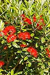 Pohutukawa flowers