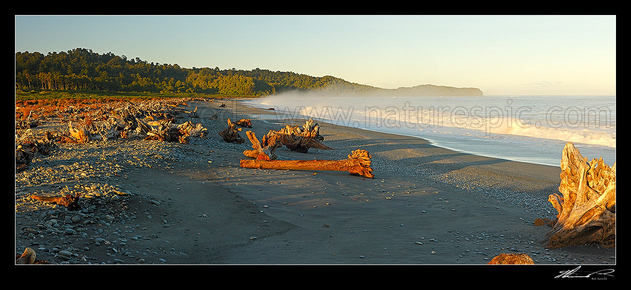 Image of Gillespies Beach on the South Westland coast. Panorama of driftwood, pingao grass, rainforest and waves in morning light, Gillespies Beach, Westland District, West Coast Region, New Zealand (NZ) stock photo image