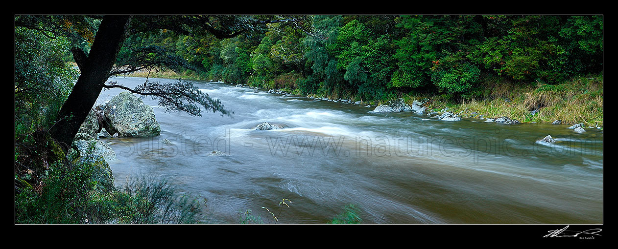 Image of Upper Buller River in moody early morning beech forest near Kawatiri. Panorama, Buller River, Tasman District, Tasman Region, New Zealand (NZ) stock photo image