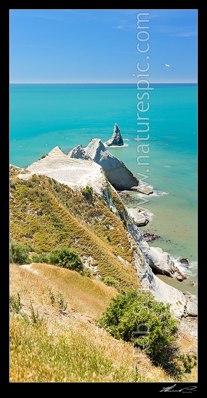 Image of Cape Kidnappers saddle gannet colony, with Hawke Bay beyond, Cape Kidnappers, Hastings District, Hawke's Bay Region, New Zealand (NZ) stock photo image