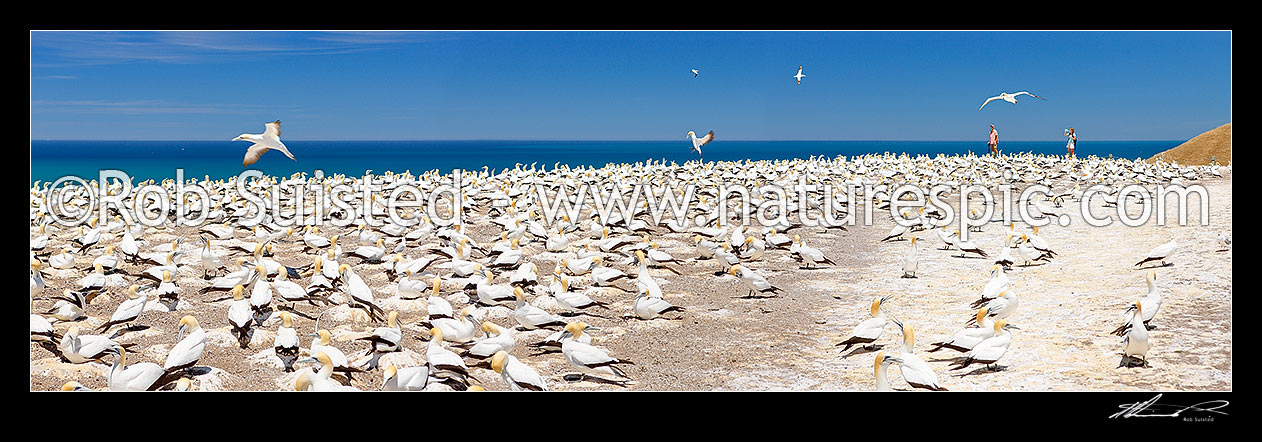 Image of Tourist visitors viewing Gannets (Morus serrator / Sula serraor), or Takapu; Cape Kidnappers Summit gannet colony. Panorama, Cape Kidnappers, Hastings District, Hawke's Bay Region, New Zealand (NZ) stock photo image