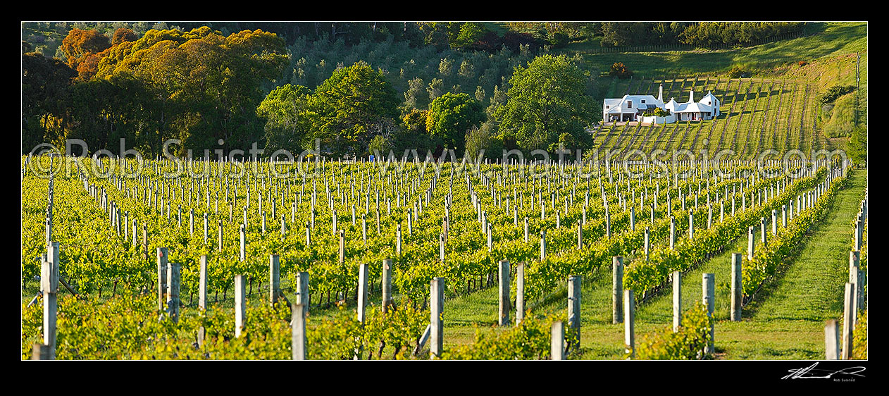 Image of Coleraine House or 'Buck House' landmark amongst vineyards of Te Mata Estate. House designed by Ian Athfield & built 1980. Panorama, Havelock North, Hastings District, Hawke's Bay Region, New Zealand (NZ) stock photo image