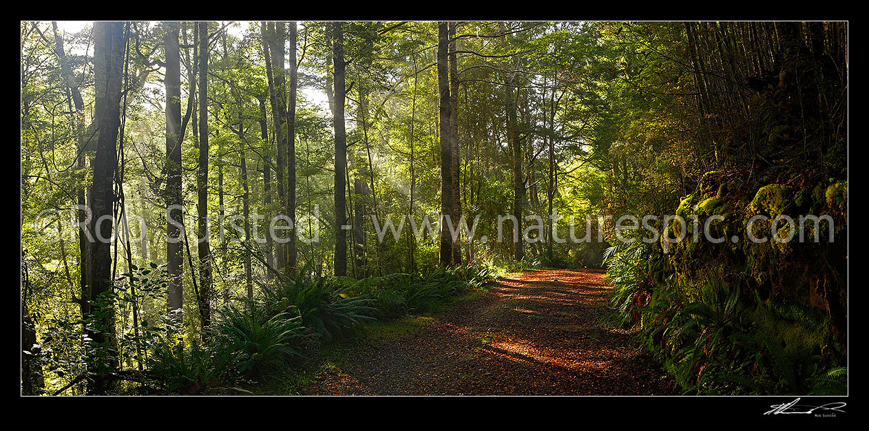 Image of Moody forest road on a misty winter morning with sun rays streaming into beech forest (Nothofagus sp.). Panorama, Buller River, Buller District, West Coast Region, New Zealand (NZ) stock photo image