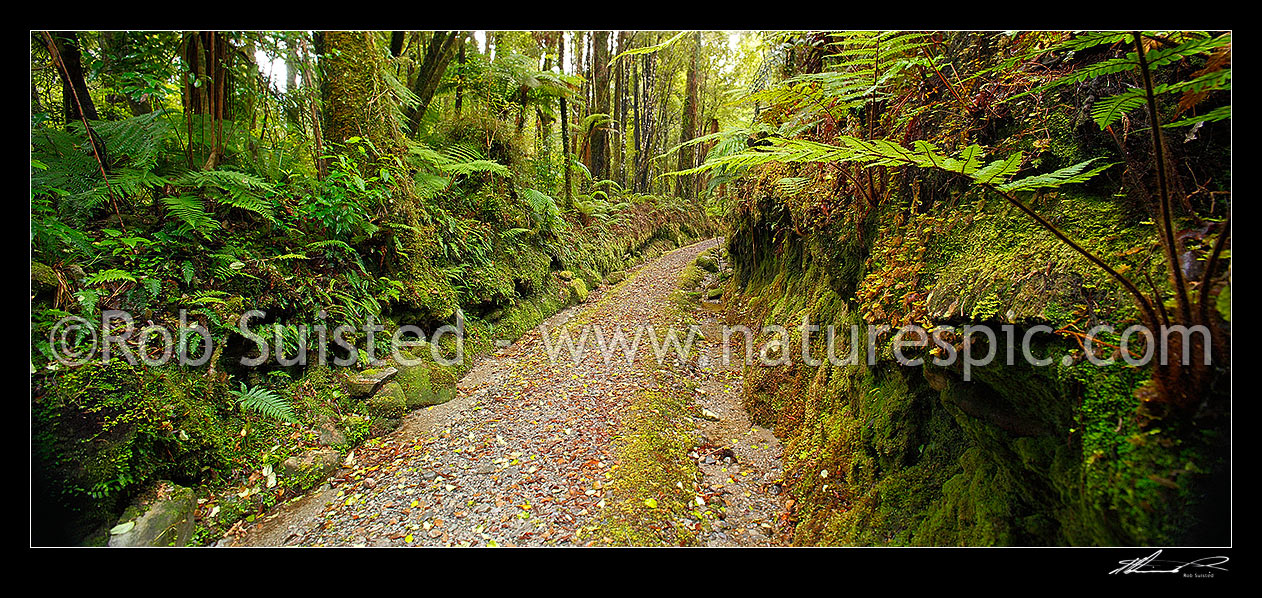 Image of Mahinapua walkway following the Mananui Bush Tramline route through a cutting in podocarp rainforest, from Woodstock to Mahinapua. Panorama, Hokitika, Westland District, West Coast Region, New Zealand (NZ) stock photo image