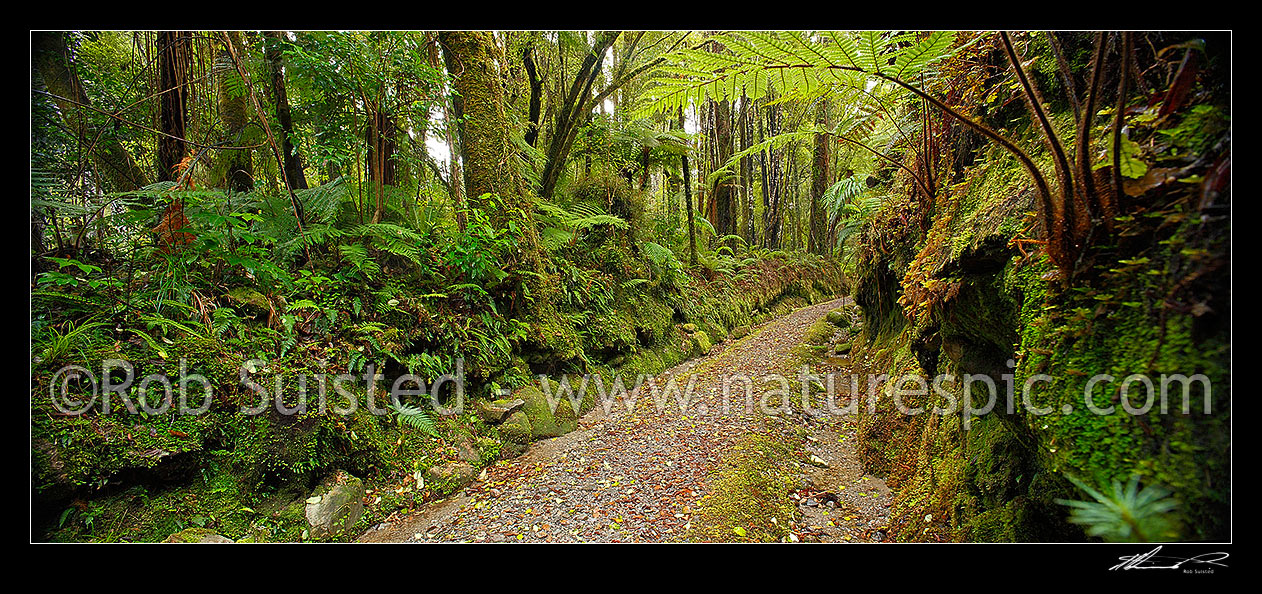 Image of Mahinapua walkway following the Mananui Bush Tramline route through a cutting in podocarp rainforest, from Woodstock to Mahinapua. Panorama, Hokitika, Westland District, West Coast Region, New Zealand (NZ) stock photo image