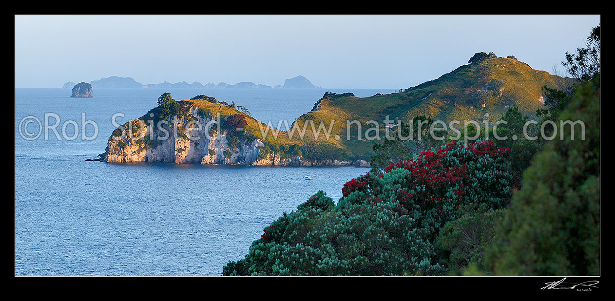 Image of Looking past Hereheretaura Point, Wigmore Pass to the Aldermen Islands beyond, with flowering pohutukawa tree. Panorama, Hahei, Coromandel Peninsula, Thames-Coromandel District, Waikato Region, New Zealand (NZ) stock photo image