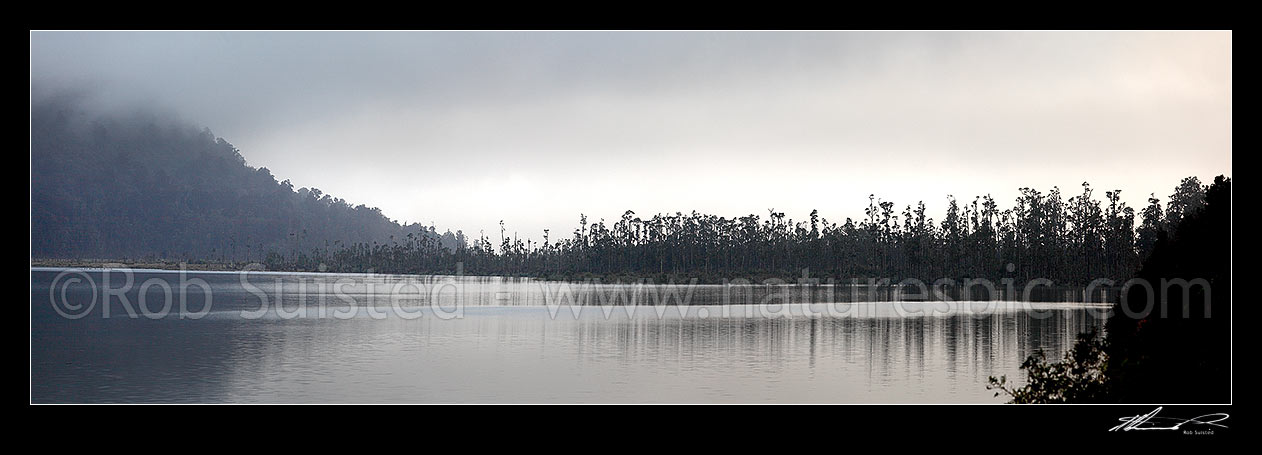 Image of Lake Wahapo panorama with swamp growing Kahikatea trees (Dacrycarpus dacrydioides) silhouetted in South Westland, Whataroa, Westland District, West Coast Region, New Zealand (NZ) stock photo image