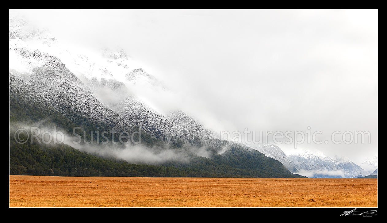 Image of Snow dusted beech forest and Earl Mountains above grassland in Eglinton River Valley, enroute to Milford Sound in winter. Panorama, Fiordland National Park, Southland District, Southland Region, New Zealand (NZ) stock photo image