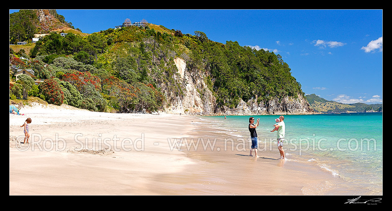 Image of Hahei Beach with a family enjoying the sunny summers day. Pohutukawa trees flowering and an azure blue sea. Panorama, Hahei, Coromandel Peninsula, Thames-Coromandel District, Waikato Region, New Zealand (NZ) stock photo image