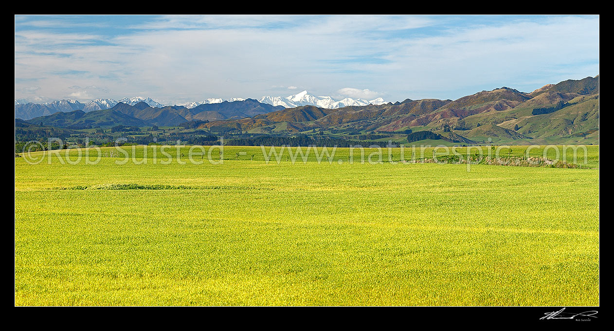 Image of Farmland and lush spring grassland near Cheviot, with Inland Kaikoura Ranges and Mount Tapuae-o-uenuku behind. Panorama, Cheviot, North Canterbury, Hurunui District, Canterbury Region, New Zealand (NZ) stock photo image