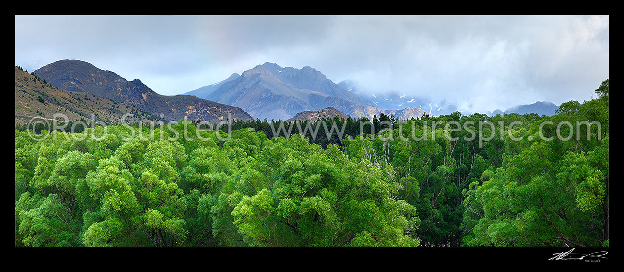 Image of Looking towards the Turk Range from Tandale homestead, over willow trees, towards the Rainbow Run. Panorama, Molesworth Station, Marlborough District, Marlborough Region, New Zealand (NZ) stock photo image