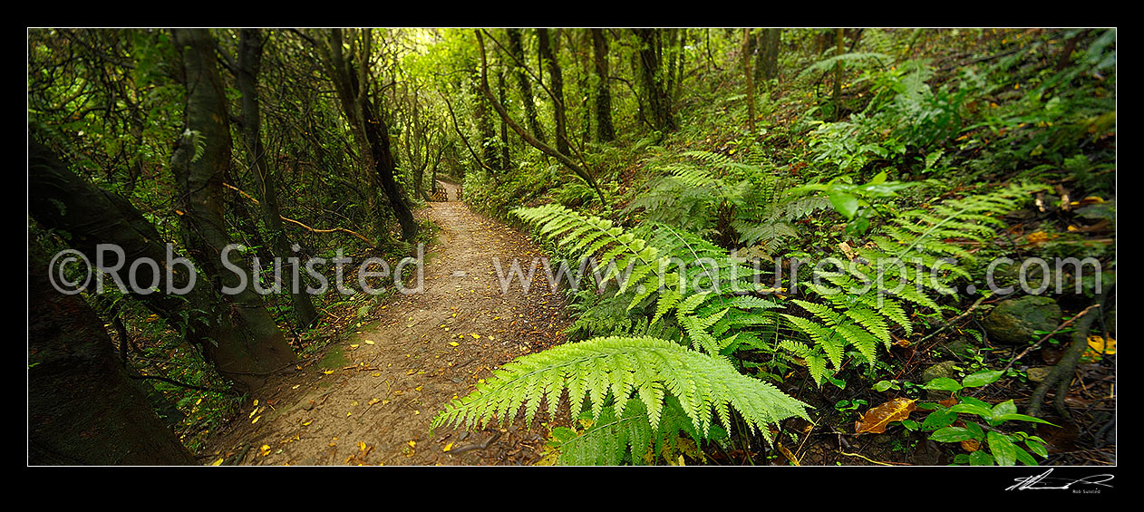 Image of Walking track through broadleaf, mahoe, kohekohe and fern forest. Mount Kaukau walkway trail. Northern Walkway. Panorama, Khandallah, Wellington City District, Wellington Region, New Zealand (NZ) stock photo image