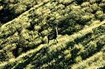 Wild red deer stag, Ruahine 