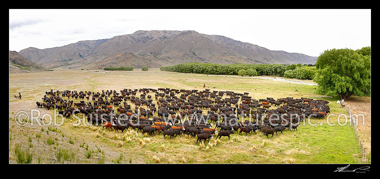 Image of Mustering cattle heifers down the Alma River valley towards Tarndale homestead and yards on horseback. Panorama, Molesworth Station, Marlborough District, Marlborough Region, New Zealand (NZ) stock photo image