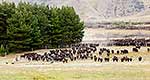 Molesworth Station cattle mustering 