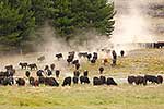 Molesworth Station cattle mustering