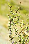 Matagouri shrub in flower 