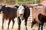 Young cattle at Tarndale