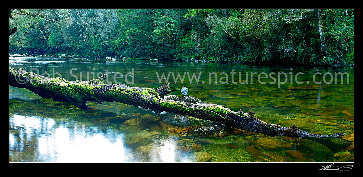 Image of Glaisnock River in the Glaisnock Wilderness Area. Serene river travelling amongst thick rainforest. Blue duck sitting on old log. Panorama, Fiordland National Park, Southland District, Southland Region, New Zealand (NZ) stock photo image