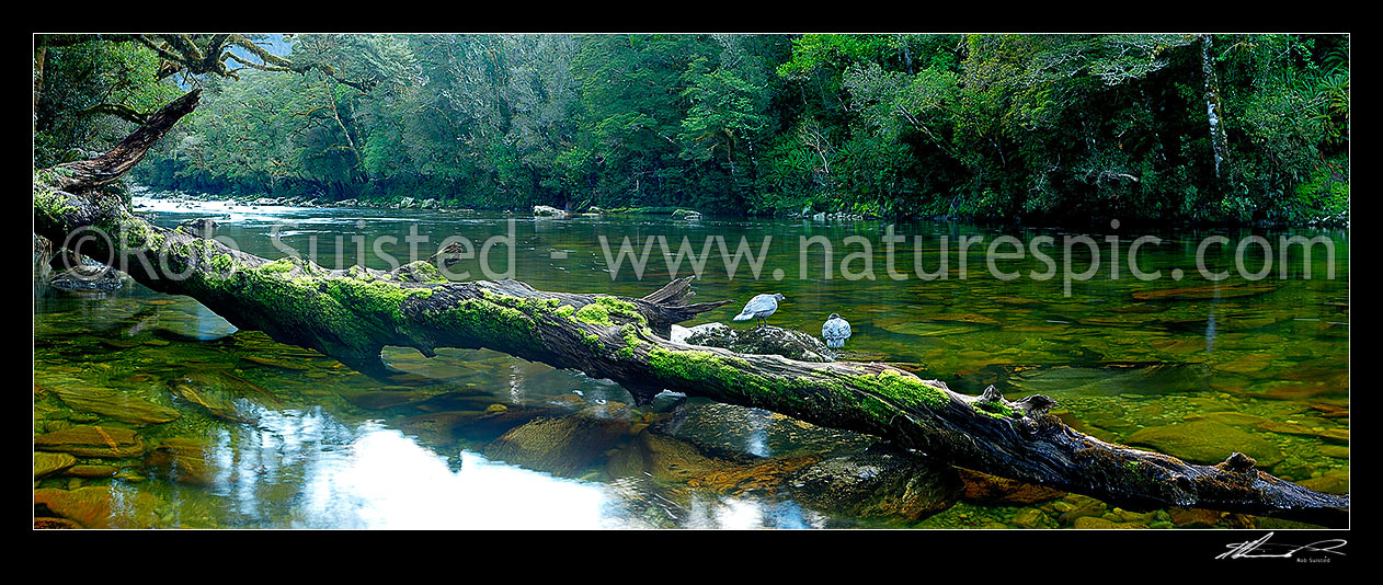 Image of Blue ducks pair on log in the Glaisnock River, Glaisnock Wilderness Area. Serene river travelling amongst thick rainforest. Panorama, Fiordland National Park, Southland District, Southland Region, New Zealand (NZ) stock photo image