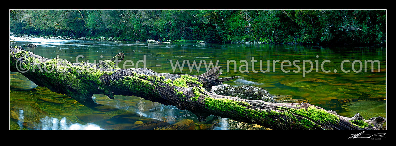 Image of Glaisnock River in the Glaisnock Wilderness Area. Serene river travelling amongst thick rainforest. Blue duck sitting on old log. Panorama, Fiordland National Park, Southland District, Southland Region, New Zealand (NZ) stock photo image