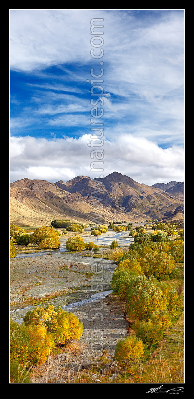 Image of Awatere River valley with autumn coloured willow trees. Vertical panorama, Awatere Valley, Marlborough District, Marlborough Region, New Zealand (NZ) stock photo image