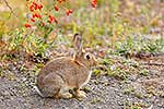 Wild Rabbit