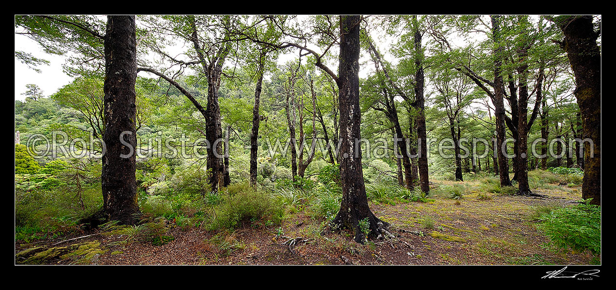 Image of Beech forest interior (Nothofagus species) panorama. Mostly native Fuscospora fusca, Syn Nothofagus fusca (New Zealand Red Beech), New Zealand (NZ) stock photo image