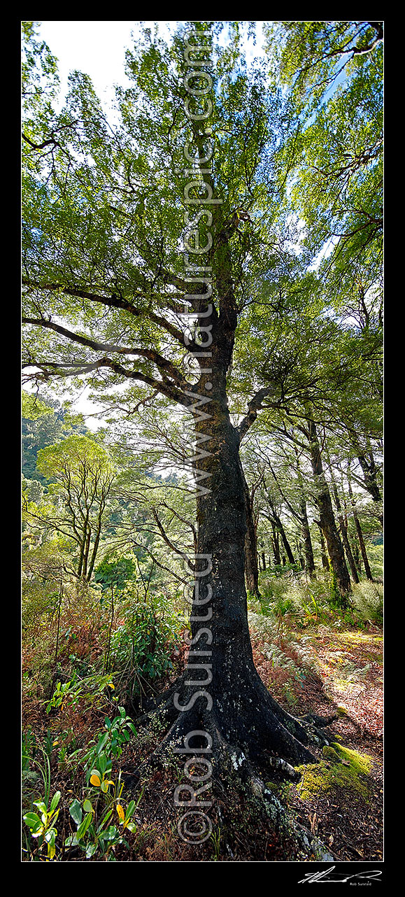 Image of Beech forest interior (Nothofagus species) looking up through the sun dappled canopy. Vertical panorama. Mostly native Fuscospora fusca, Syn Nothofagus fusca (New Zealand Red Beech), New Zealand (NZ) stock photo image