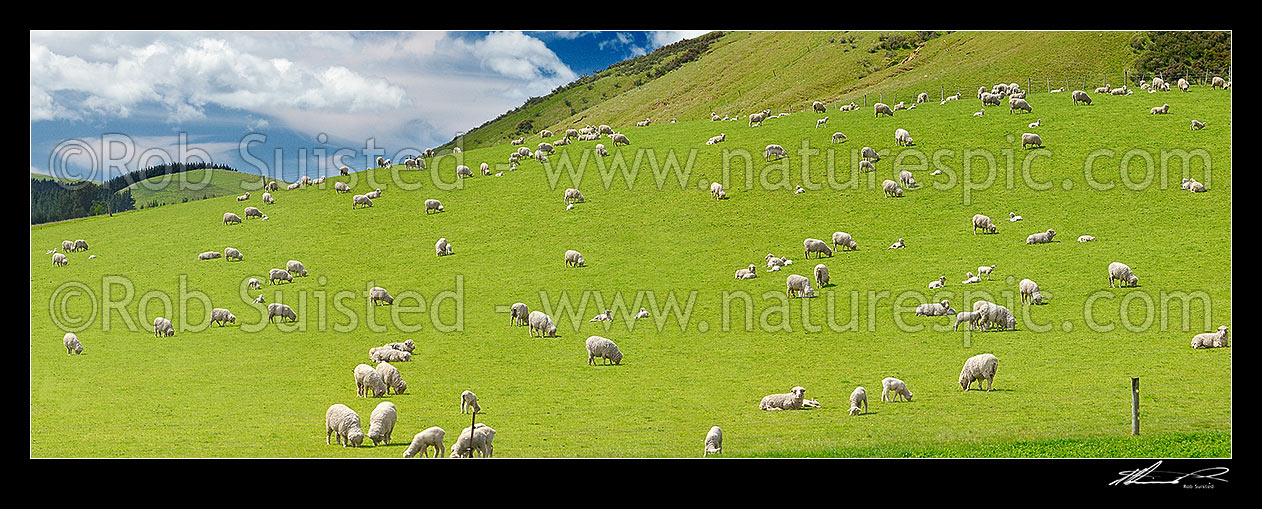 Image of Sheep and spring lambs grazing on lush green grass pasture. Panorama, Waipara, Canterbury, Hurunui District, Canterbury Region, New Zealand (NZ) stock photo image