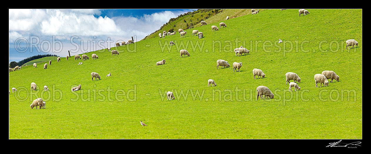 Image of Sheep and spring lambs grazing on lush green grass pasture. Panorama, Waipara, Canterbury, Hurunui District, Canterbury Region, New Zealand (NZ) stock photo image