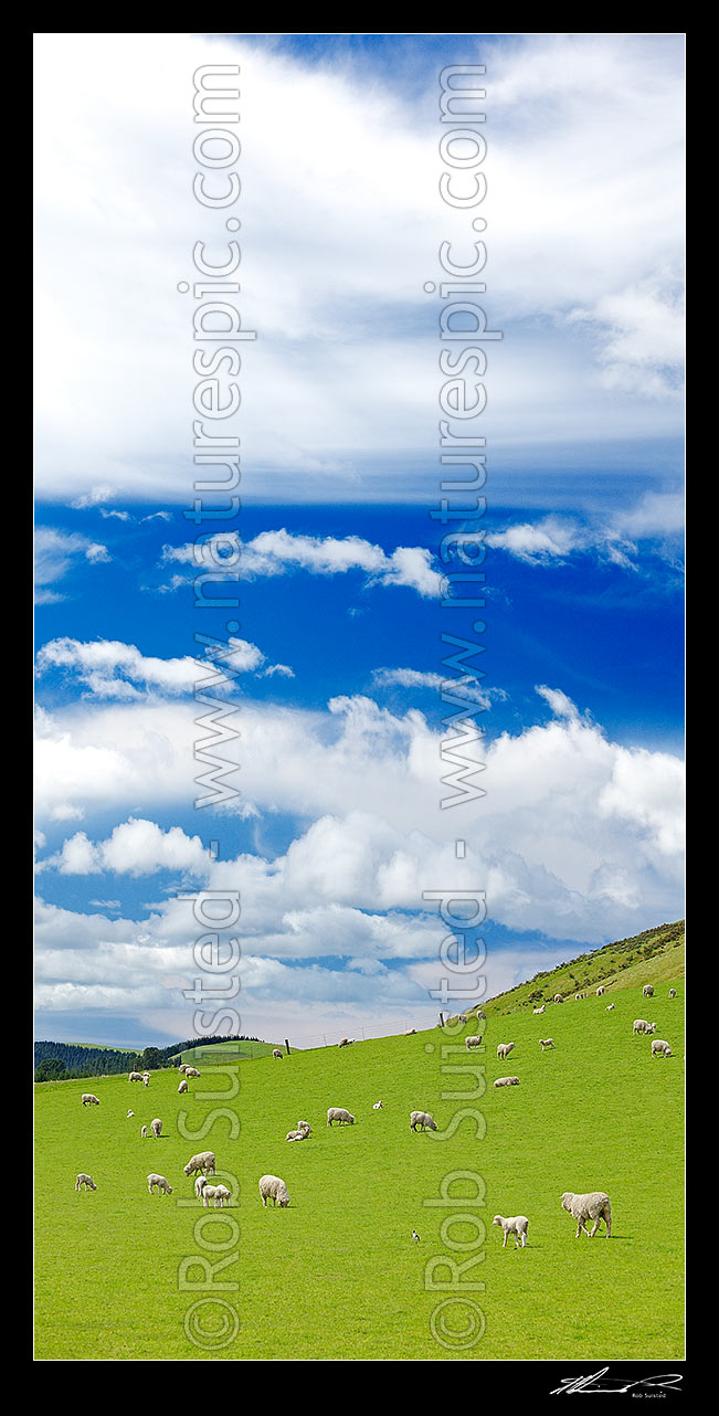 Image of Sheep and spring lambs grazing on lush green grass pasture. Blue sky. Vertical panorama, Waipara, Canterbury, Hurunui District, Canterbury Region, New Zealand (NZ) stock photo image