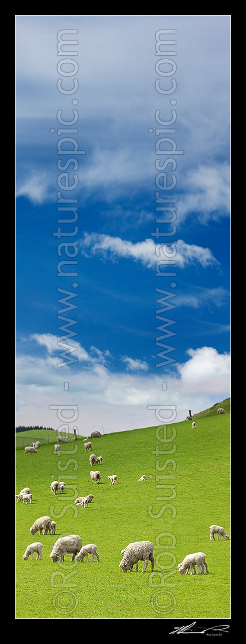 Image of Sheep and spring lambs grazing on lush green grass pasture. Blue sky. Vertical panorama, Waipara, Canterbury, Hurunui District, Canterbury Region, New Zealand (NZ) stock photo image