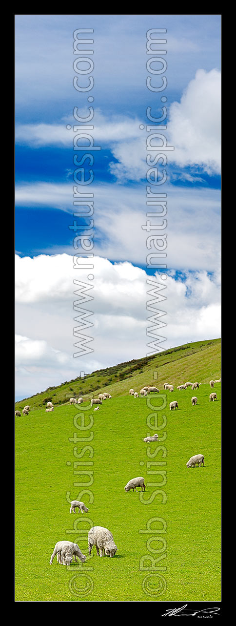 Image of Sheep and spring lambs grazing on lush green grass pasture. Blue sky. Vertical panorama, Waipara, Canterbury, Hurunui District, Canterbury Region, New Zealand (NZ) stock photo image