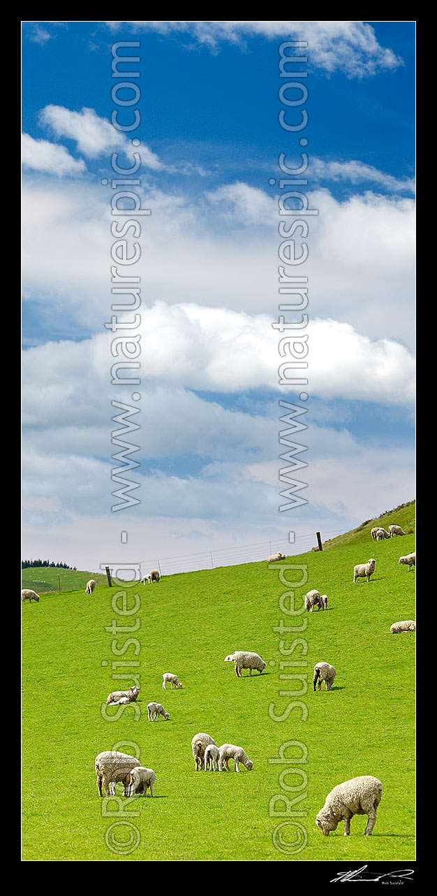 Image of Sheep and spring lambs grazing on lush green grass pasture. Blue sky. Vertical panorama, Waipara, Canterbury, Hurunui District, Canterbury Region, New Zealand (NZ) stock photo image