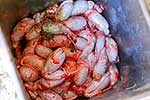 Calf bull testicles after castration