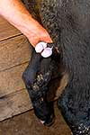 Calf bull being castrated