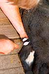 Calf bull being castrated