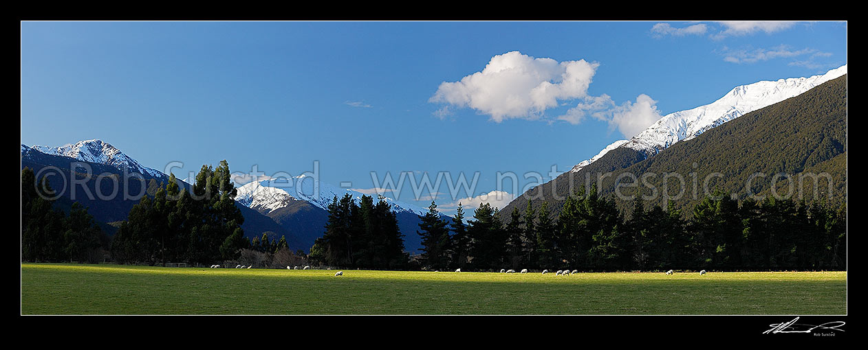 Image of Makarora River valley farmland. Sheep grazing in late afternoon sun during winter. Snow on the high country peaks, McKerrow Range right. Panorama, Makarora, Queenstown Lakes District, Otago Region, New Zealand (NZ) stock photo image